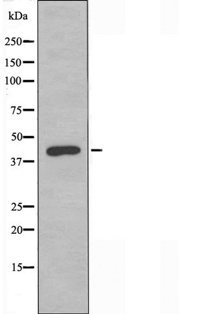 GPR173 Antibody in Western Blot (WB)