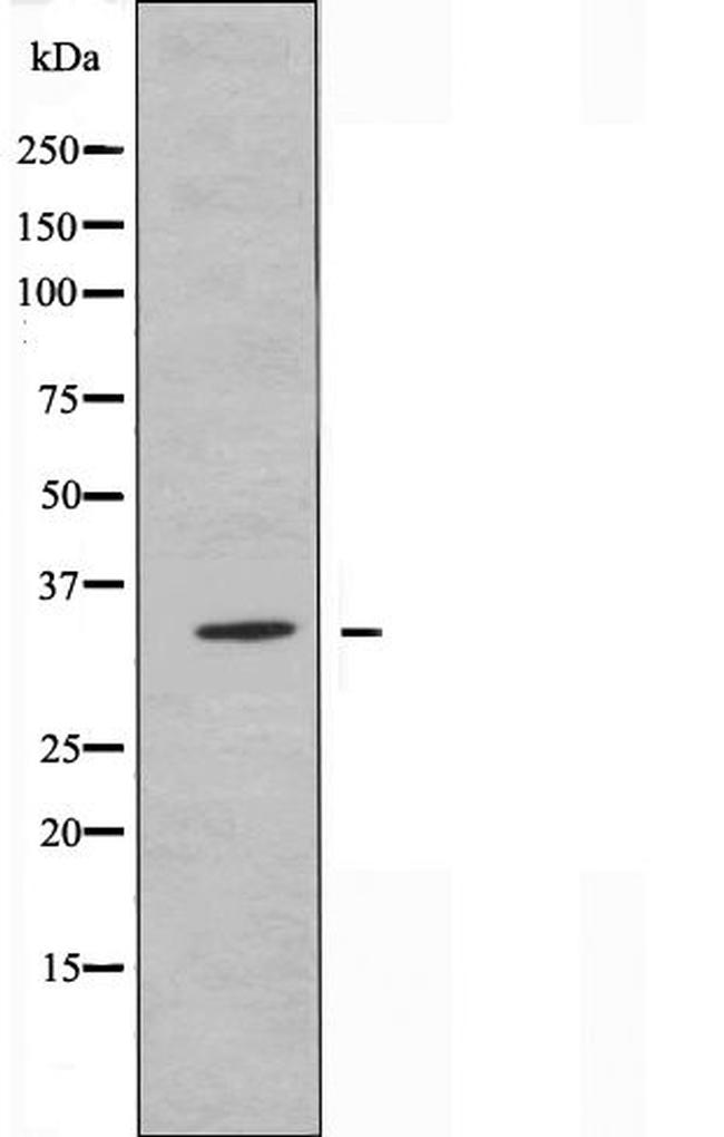 OR2A4/OR2A7 Antibody in Western Blot (WB)