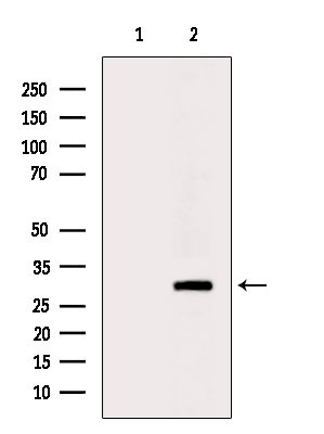 OR4F4 Antibody in Western Blot (WB)
