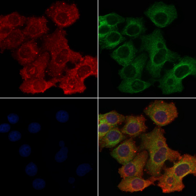 OR4P4 Antibody in Immunocytochemistry (ICC/IF)