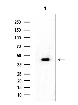 OR8I2 Antibody in Western Blot (WB)
