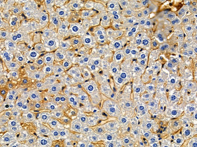 OR10G7 Antibody in Immunohistochemistry (Paraffin) (IHC (P))