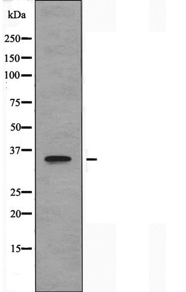 OR10H1 Antibody in Western Blot (WB)