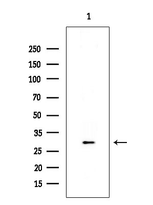 OR10R2 Antibody in Western Blot (WB)