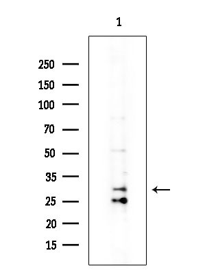OR12D3 Antibody in Western Blot (WB)