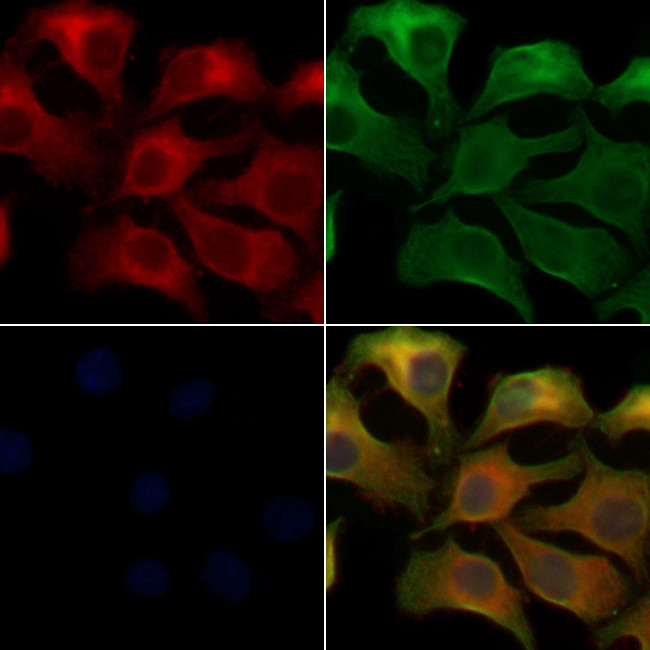 OR5A1 Antibody in Immunocytochemistry (ICC/IF)