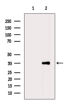 OR5A1 Antibody in Western Blot (WB)
