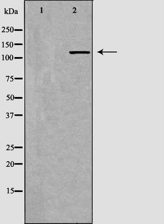 PIK3CG Antibody in Western Blot (WB)