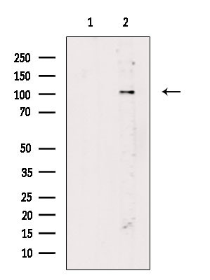 NFATC1 Antibody in Western Blot (WB)