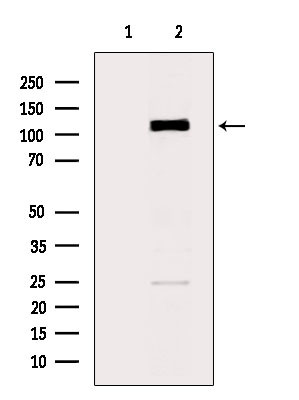 CD162 Antibody in Western Blot (WB)