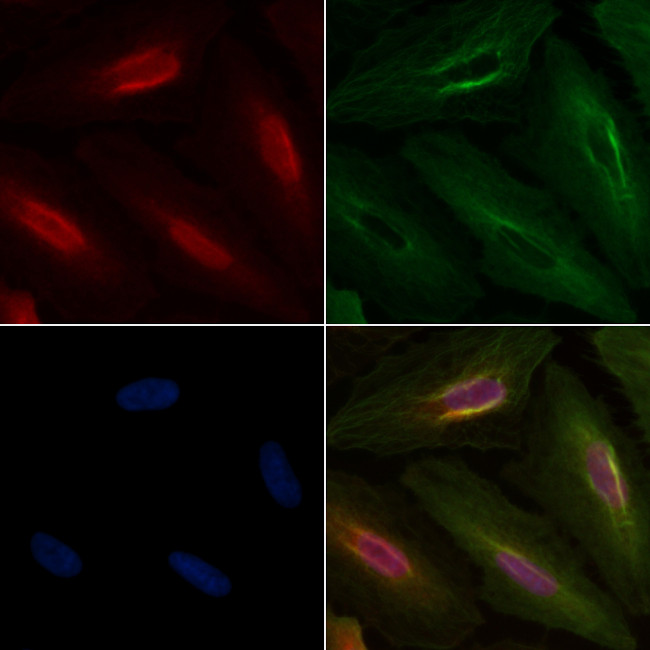 NR0B2 Antibody in Immunocytochemistry (ICC/IF)