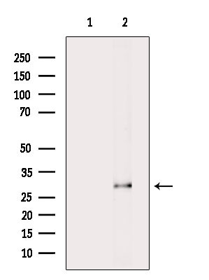 NR0B2 Antibody in Western Blot (WB)