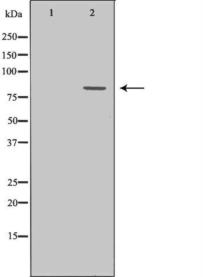 POLI Antibody in Western Blot (WB)