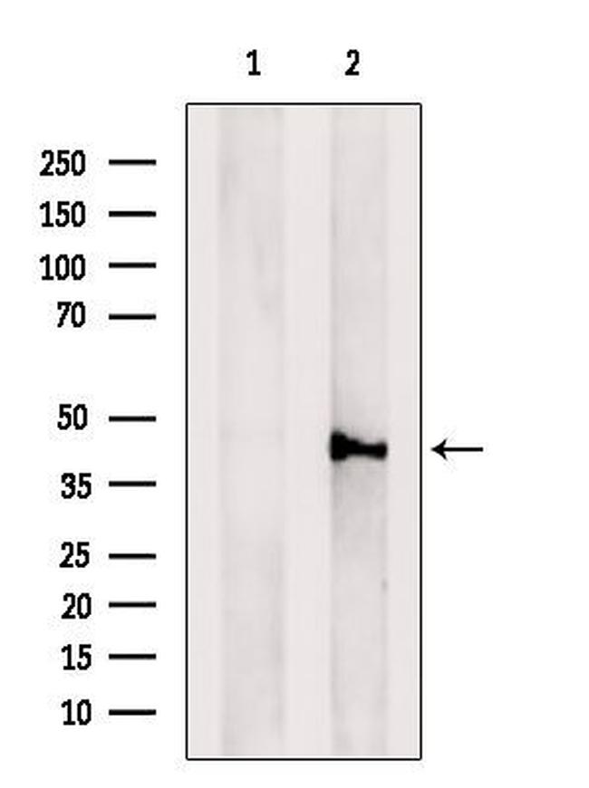 CD33 Antibody in Western Blot (WB)