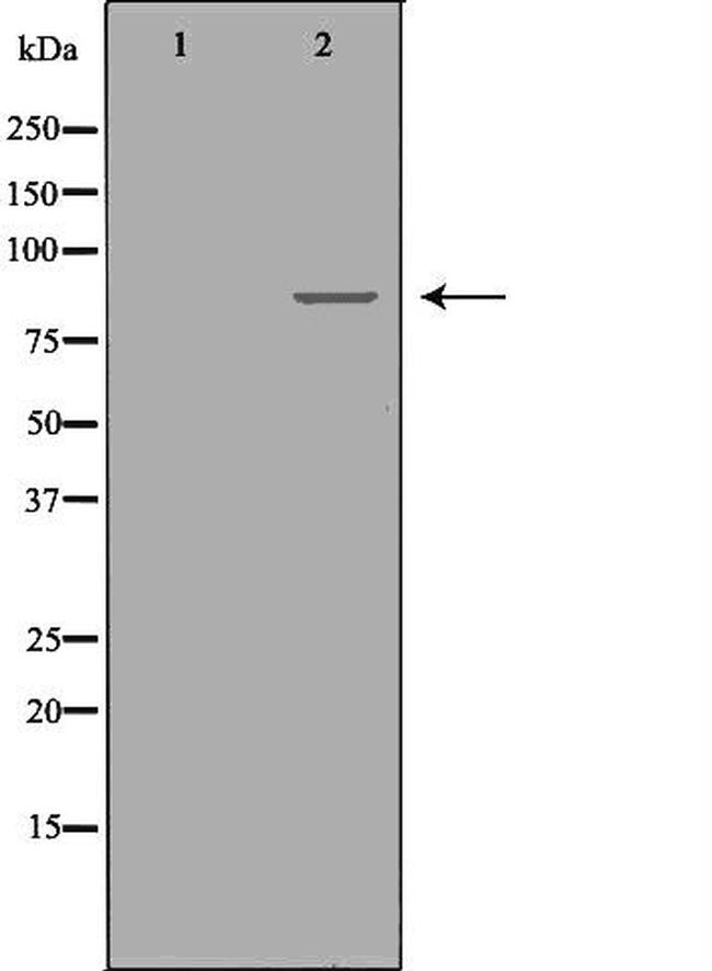 PKC epsilon Antibody in Western Blot (WB)