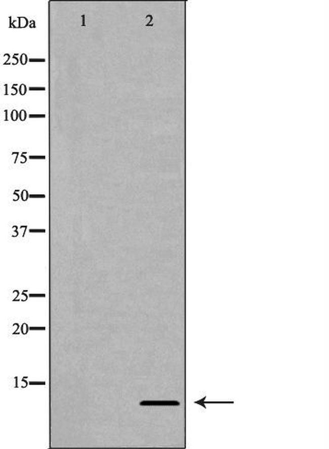 H4R3me2a Antibody in Western Blot (WB)