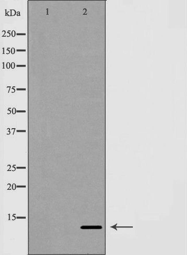 GLRX Antibody in Western Blot (WB)