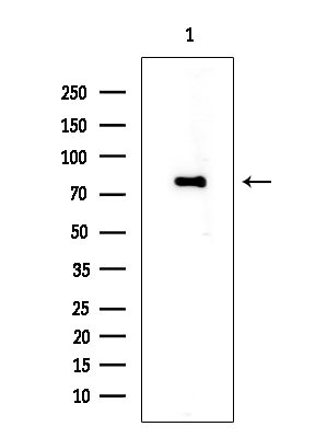 Phospho-nrf2 (Ser40) Antibody in Western Blot (WB)
