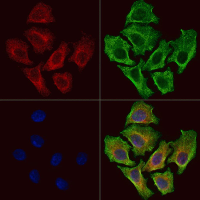 INSRR Antibody in Immunocytochemistry (ICC/IF)