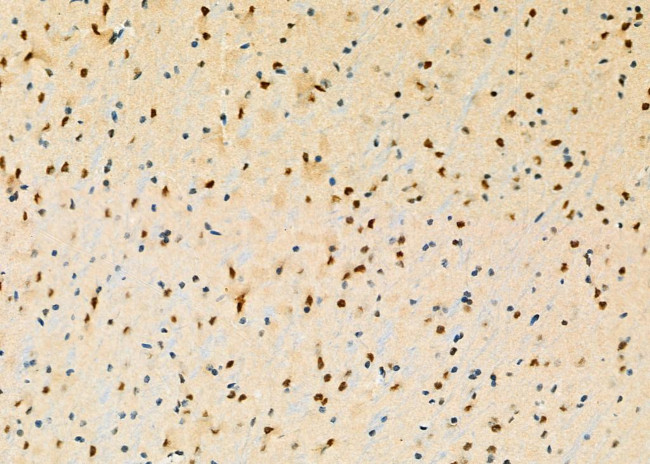 Caspase 5 Antibody in Immunohistochemistry (Paraffin) (IHC (P))