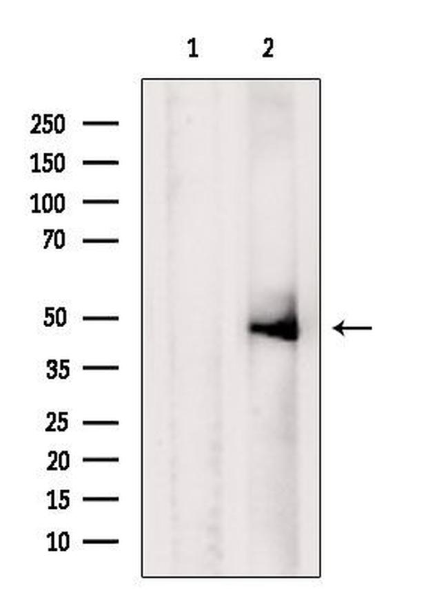 Caspase 5 Antibody in Western Blot (WB)