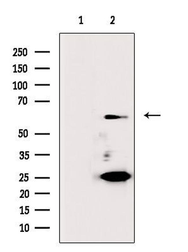 Cdc6 Antibody in Western Blot (WB)