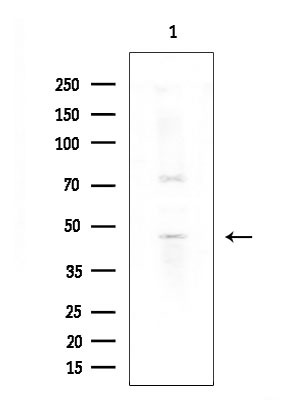 CYP3A5 Antibody in Western Blot (WB)