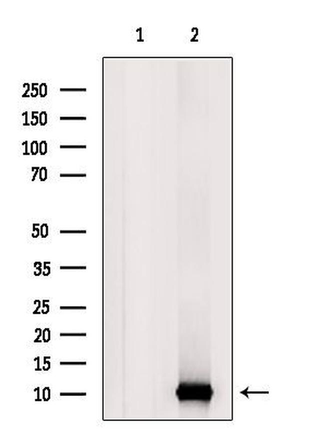 UFM1 Antibody in Western Blot (WB)