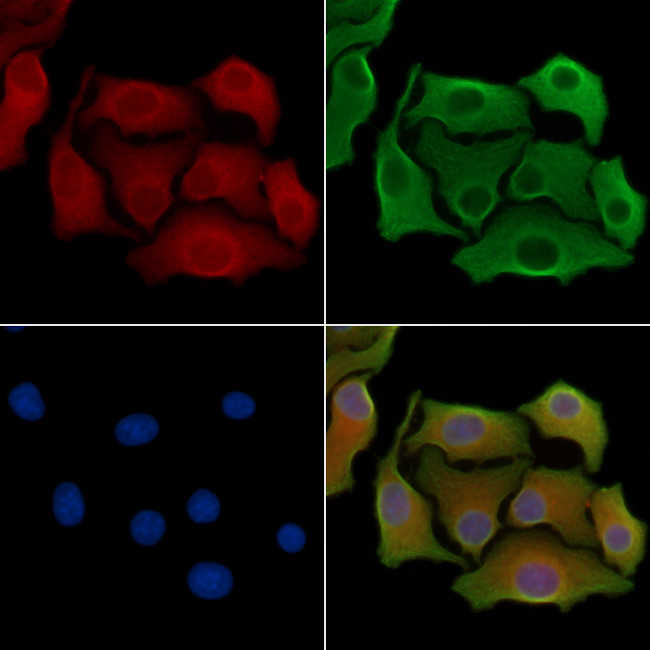 GDF3 Antibody in Immunocytochemistry (ICC/IF)