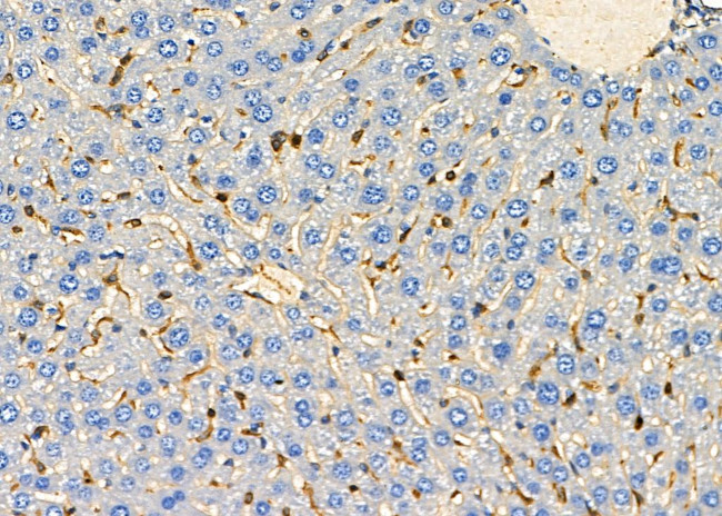 GDF3 Antibody in Immunohistochemistry (Paraffin) (IHC (P))