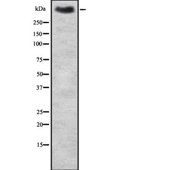 MUC2 Antibody in Western Blot (WB)