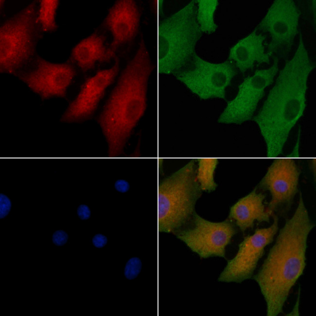 NPC1L1 Antibody in Immunocytochemistry (ICC/IF)