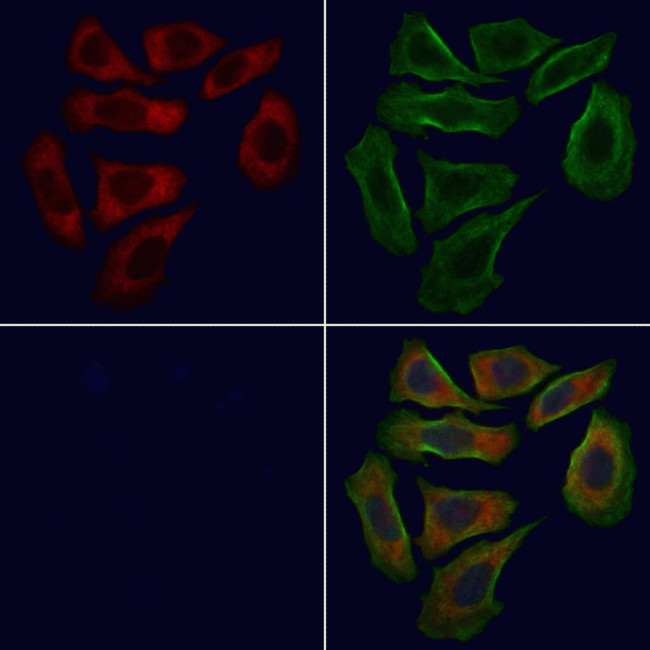 GAS6 Antibody in Immunocytochemistry (ICC/IF)