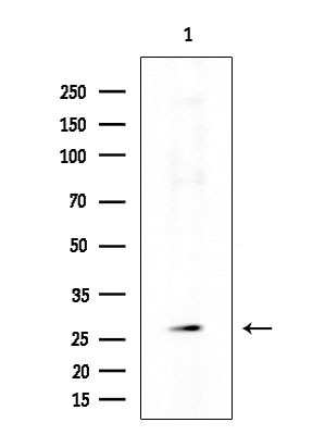OR9G1 Antibody in Western Blot (WB)