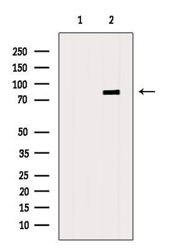 DMP1 Antibody in Western Blot (WB)