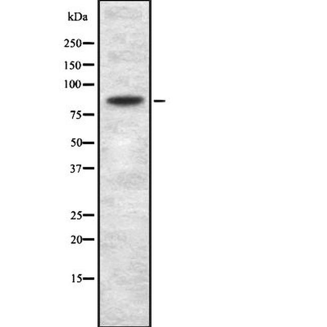 GSG2 Antibody in Western Blot (WB)