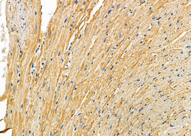 COX7C Antibody in Immunohistochemistry (Paraffin) (IHC (P))