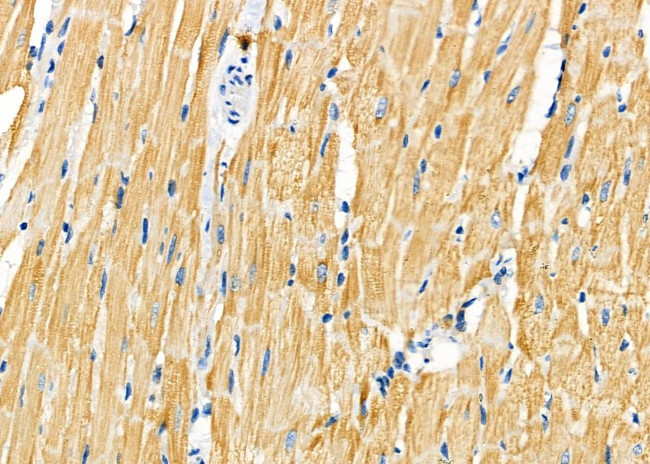 COX7C Antibody in Immunohistochemistry (Paraffin) (IHC (P))