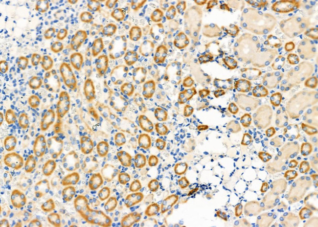 COX7C Antibody in Immunohistochemistry (Paraffin) (IHC (P))