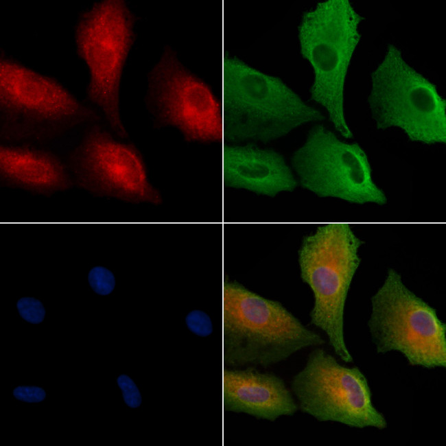 CRLF3 Antibody in Immunocytochemistry (ICC/IF)