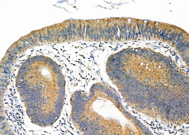 COX6B1 Antibody in Immunohistochemistry (Paraffin) (IHC (P))