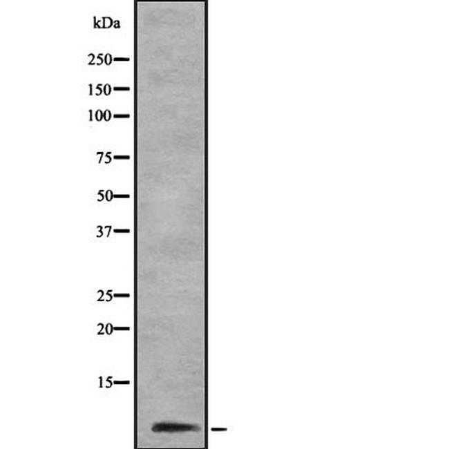 COX6B1 Antibody in Western Blot (WB)