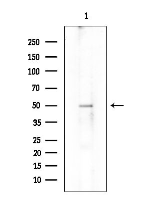 IFI44 Antibody in Western Blot (WB)