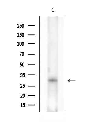 MAGEF1 Antibody in Western Blot (WB)