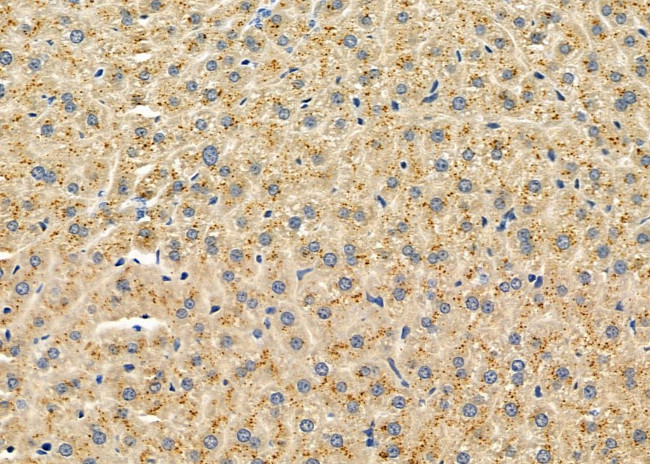 CHRNG Antibody in Immunohistochemistry (Paraffin) (IHC (P))