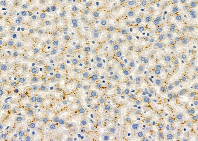 CHRNG Antibody in Immunohistochemistry (Paraffin) (IHC (P))