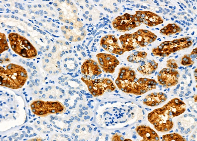 Aquaporin 11 Antibody in Immunohistochemistry (Paraffin) (IHC (P))