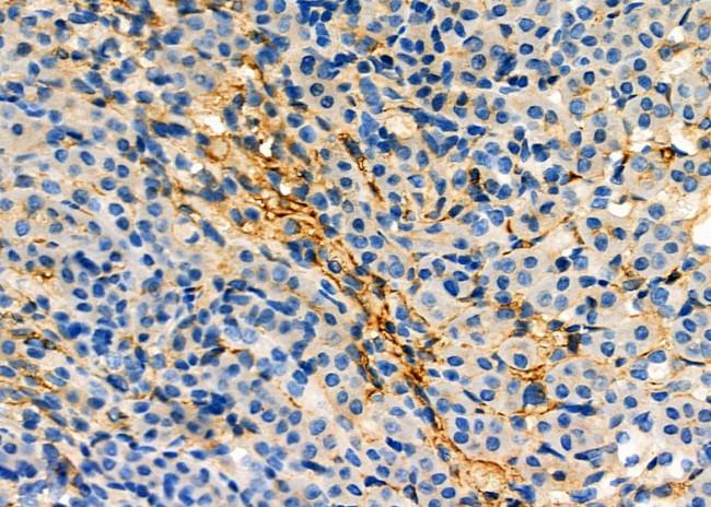 Aquaporin 11 Antibody in Immunohistochemistry (Paraffin) (IHC (P))