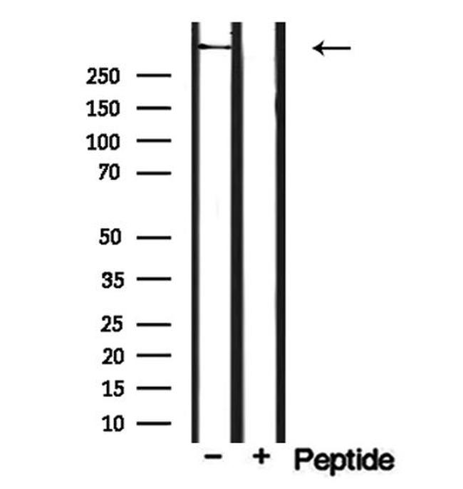 CEP250 Antibody in Western Blot (WB)