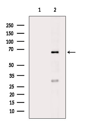 EDEM2 Antibody in Western Blot (WB)